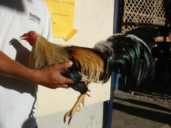 ein kampfhahn...der ueberlebt hat