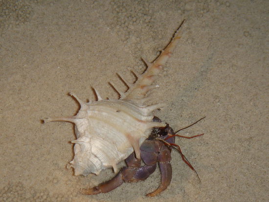 ein einsiedler krebs beim naechtlichen spaziergang am beach