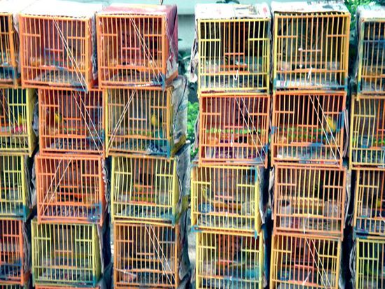 ein gruss an die vogelgrippe