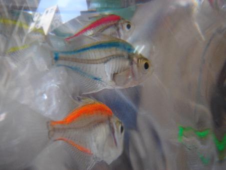fische in hundert farben in kleine plastiksaecke verpackt....cheap,cheap