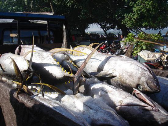 yellow fin tunfische, ebenfalls für den japanischen markt
