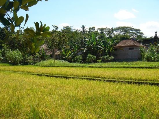 rund um ubud...