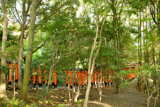 die tori gates schlängeln sich quer durch den wald