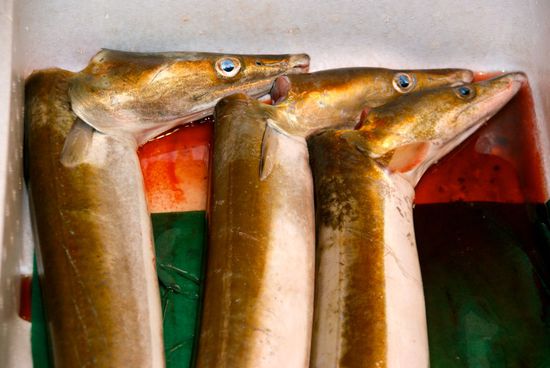 das ist mal ein sauberer genickbruch 