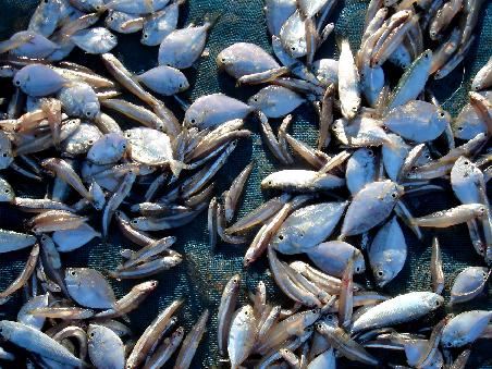 ...diese fische, die zum trocken ausgelegt werden.