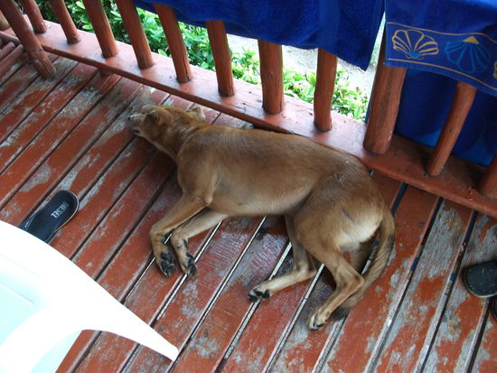 Rantanplan unser Haushund, haben wir von Floxi und Sven uebernommen