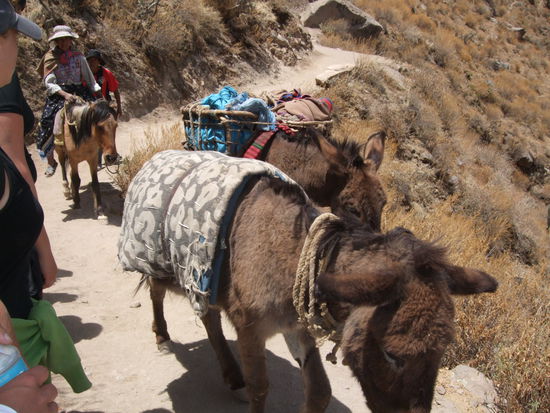 Esel sind das Transport- und Fortbewegungsmittel Nr. 1. Die weiblichen Mitstreiter sind am zweiten Tag damit wieder vom Tal nach oben.