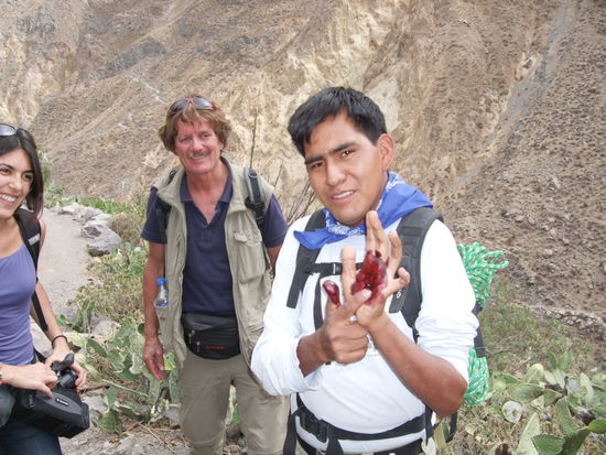 Unser Guide zeigt uns, wie Kaktuslaeuse in der Kosmetikindustrie Anwendung finden.