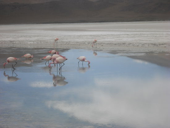 Flamingos in einer Lagune.