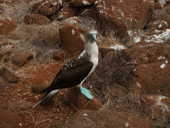 Hier der beruehmte Blaufusstoelpel... BLUE FOOTER BOOBIE. Ich weiss nicht oft der Guide den Namen gesagt hat aber es war das meist gesprochene Wort der letzten 5 Tage.