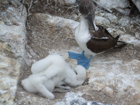 Blue Footer boobie mit Nachwuchs.