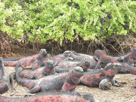 Noch mehr Leguane.