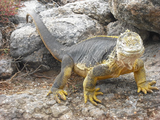 Du bist der Groesste!!!!