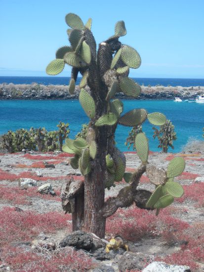 Insel Plaza South; unter dem Kaktus ein gelber Landleguan