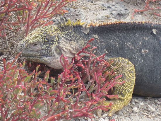 Ein gelber Landleguan