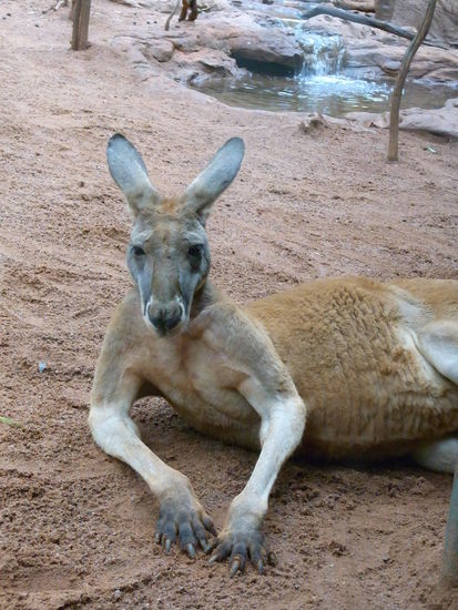 ziemlich relaxte Tiere!