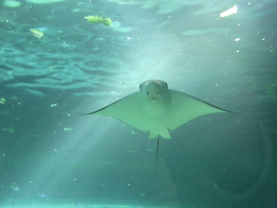 Sydney aquarium...