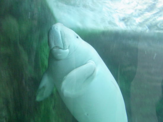 Leider war unsere Kamera dann leer als wir am Haibecken angekommen sind