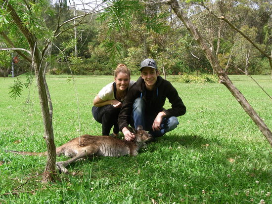 Unser Haustier in der Zeit auf dem Campingplatz in Port Stephens. Der Besitzer hat es mit drei Wochen bekommen, war also an Menschen gewoehnt!