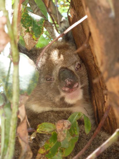 Koala auf Streichelhöhe direkt auf unserem Campingplatz.