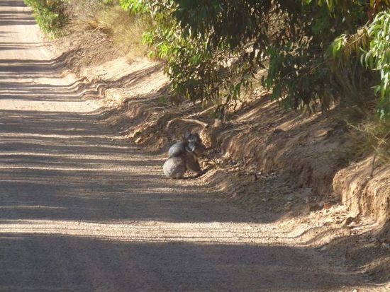 Koala mit Baby auf dem Rücken...