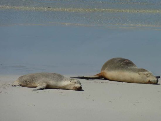 und die dazugehörigen Seals