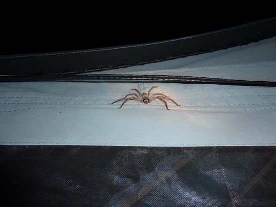 Unsere grösste - bis jetzt! Bei australischen Freunden am Zelt...