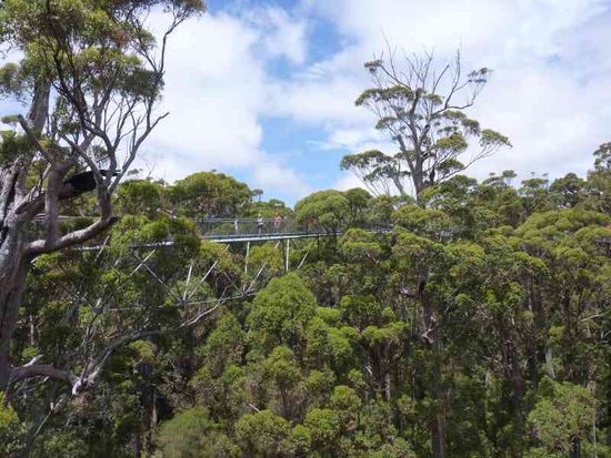 Valley of the Giants in Walpole.