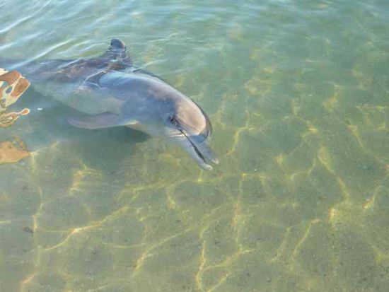 Monkey Mia, Delfinfütterung der wilden Delfine