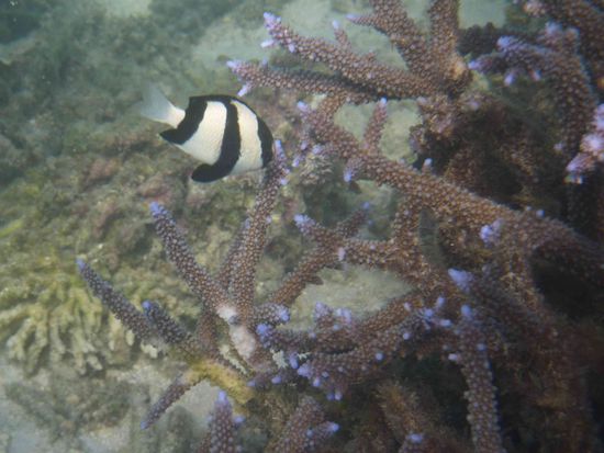 die atemberaubende Unterwasserwelt...