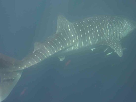 das grösste Tier des Meeres...