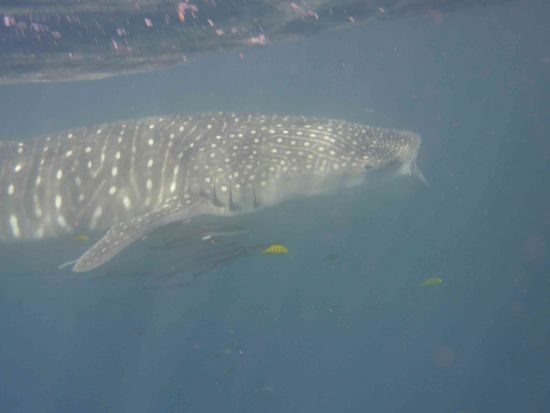 sieht angsteinflößend aus ist aber nicht an uns interessiert gewesen sondern nur am Plankton