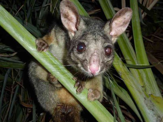 Unser Nachbar im Caravan Park