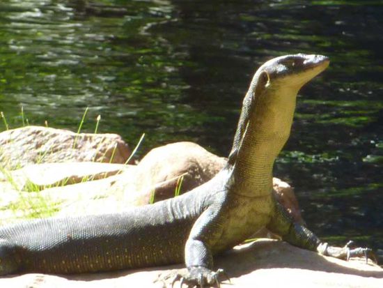 Einwohner des Litchfield National Parks