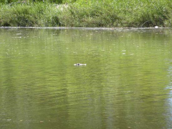Unser erstes freilebendes Krokodil