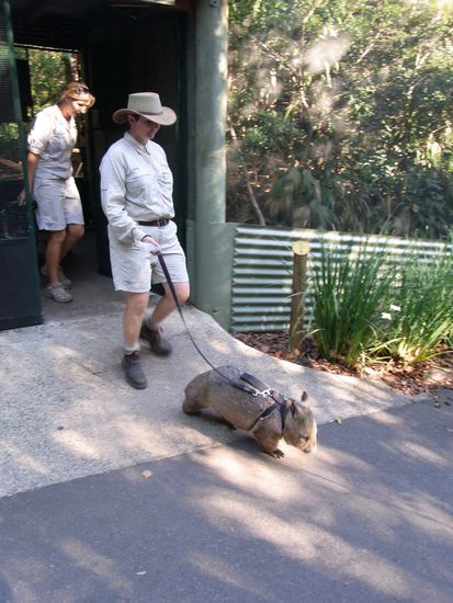 Hier geht man mit Wombats Gassi!