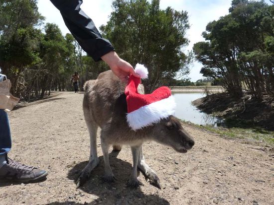 Bei den Dreharbeiten wurden keine Kängurus geärgert!