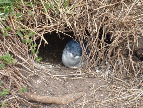 Haben tagsüber nochmal welche gesehen!