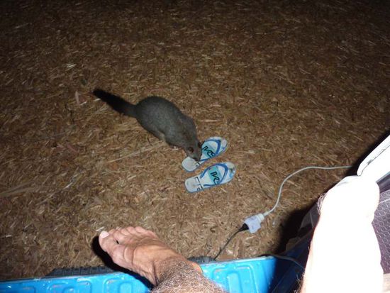 NEIN, das ist keine Ratte, sondern ein Opossum...
JA, das lange, dünne, haarige ist mein Bein... 