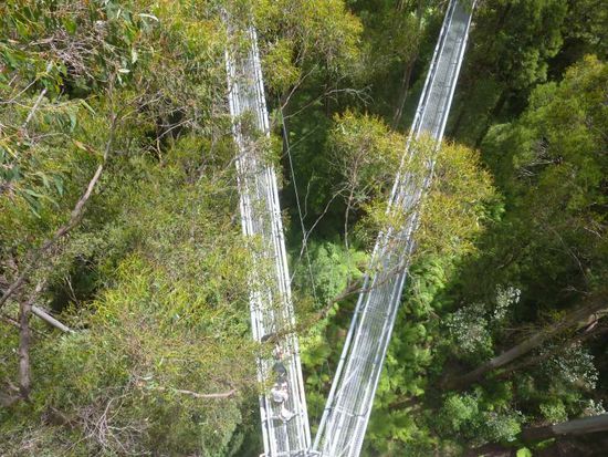 Otway Flyer: Spazierweg über den Bäumen