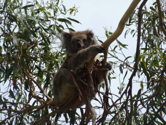 Und die Bäume sind voller freilebender Koalas!