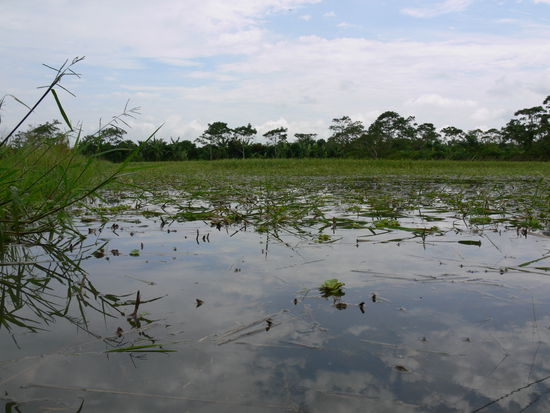 Reisfeld, ca 2 Wochen vor der Ernte.