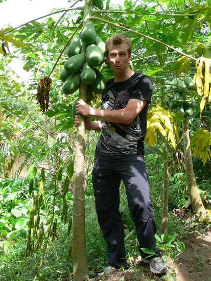 Christian wollte den Papayabaum klauen, beließ es dann aber bei einer Frucht.