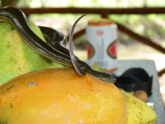 Unser Obst wurde gut bewacht.
(aber die kleine Wasserschlange war sehr friedlich)