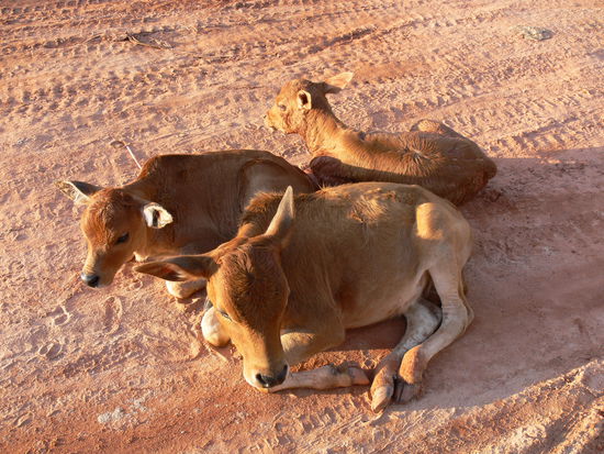 Kälber mitten auf der Straße ließen sich auch durch unsere Mopeds nicht stören