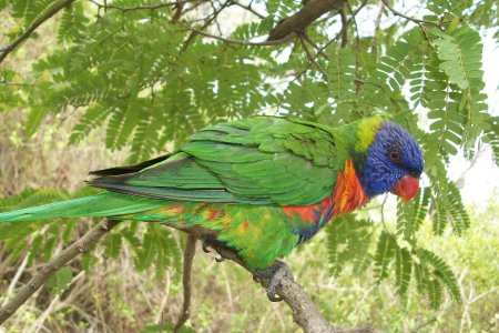 schöner Vogel die konnte man unzählig auf der Insel sehen, übertragen aber leider Krankheiten