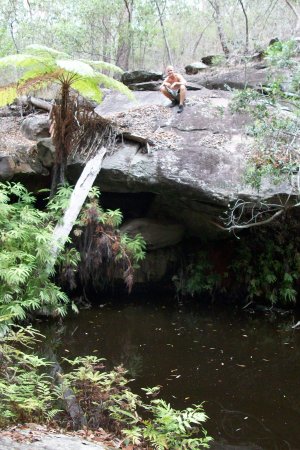 Ferntreepool miten im Regenwald