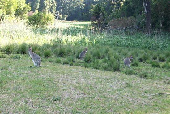 und hier die Wallabies