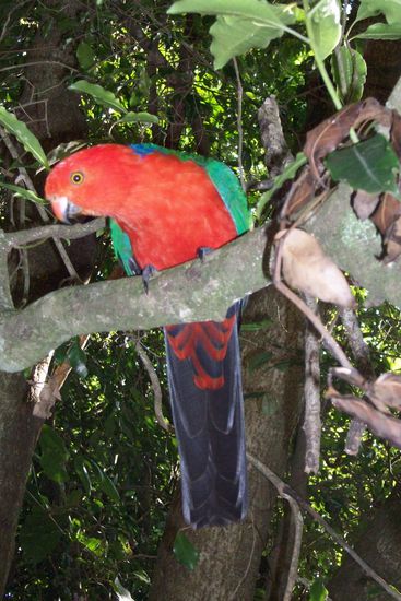 KING PARROT auch ein toller Papagai