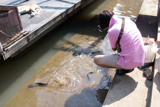 hier laesst ein Thai gerade Fische ins Wasser